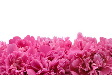 Peony over white background