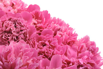 Fototapeta premium Peony over white background