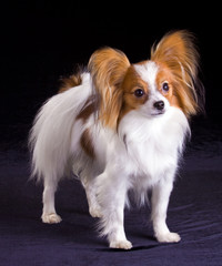 Dog of breed papillon