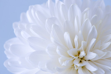Fototapeta premium White Chrysanthemum