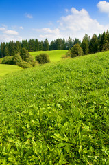 Grüne Wiesen, Sommer, Landschaft