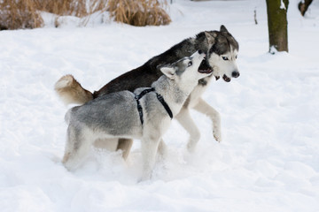 dog