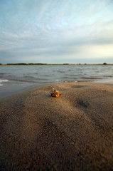 Gastropod shell along a shoreline