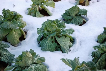 Deurstickers frozen cabbages © aletermi