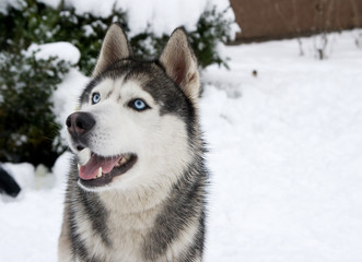 dog