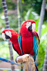 Beautiful colorful parrot