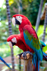 Beautiful colorful parrot