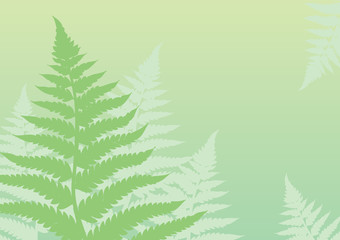 Fototapeta na wymiar Green fern background