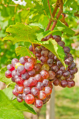 Vineyard in Thailand