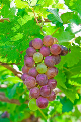 Vineyard in Thailand