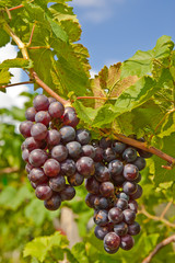 Vineyard in Thailand