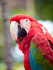 Beautiful colorful parrot