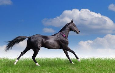 beautiful akhal-teke horse