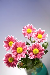 Chrysantemum bouquet in the glass bowl over blue background