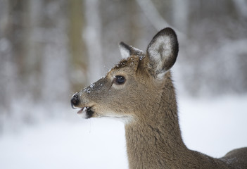 winter deer