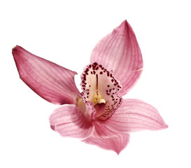 Naklejka na ściany i meble Beauty orchid over white background