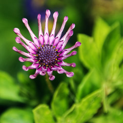 Fototapeta premium daisy