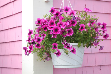 Petunia Hanging Basket