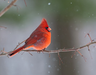 Northern Cardinal in winter