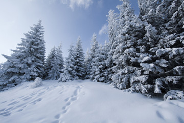 Fototapeta na wymiar Winter Landscapes