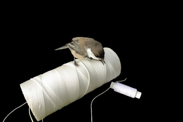 Titmouse and a hank of threads
