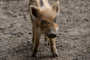 Fototapeta premium Newborn wild pig