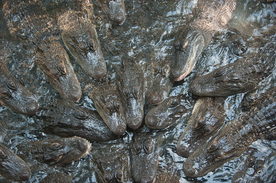 Pool of small alligators