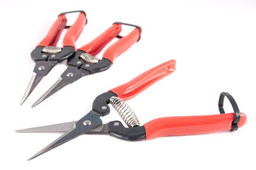 Harvest shears