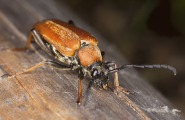 Red longhorn beetle (Stictoleptura rubra) sitting on log.