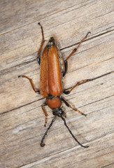 Red longhorn beetle (Stictoleptura rubra) sitting on log.