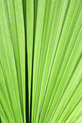 Obraz premium Palme