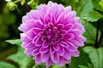Lilac round flower of dahlia on green background