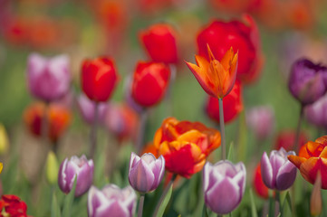 Mixed tulips