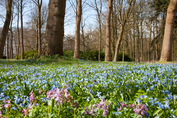 Fototapeta na wymiar Wild hyacinths in forest