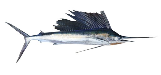 Sailfish real fish isolated on white - 20012396