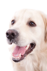 Golden Retriever Portrait
