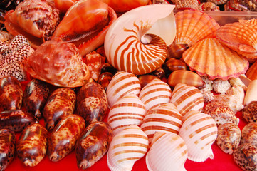 a beautiful shell on the table