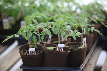 tomato plants