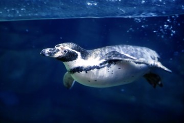Blue underwater Penguin swimming under water