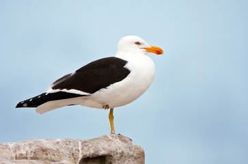 A ringed Cape Gull standing on rocks