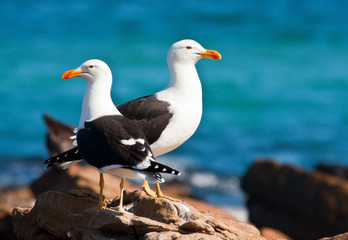 A pair of Cape gulls standing on the rocks