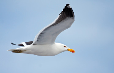 Fototapeta na wymiar Cape gull flying against the blue sky