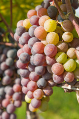 Vineyard in Thailand