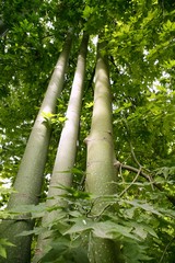 Fototapeta premium Australian tall trees Brachychiton discolor Muell