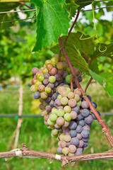 Fototapeta premium Vineyard in Thailand