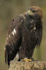 aigle