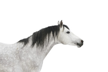 szary koń na białym tle - 20016369