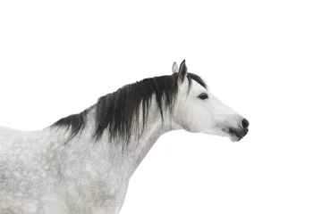 Foto op Aluminium grijs paard geïsoleerd © Mari_art