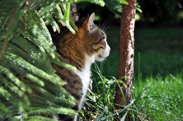 Getigerte Katze sitzt im Günen und schaut