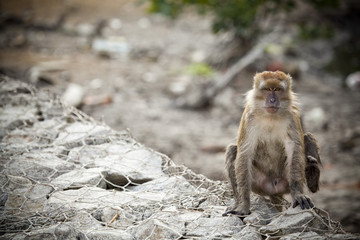 Obraz premium Monkey King